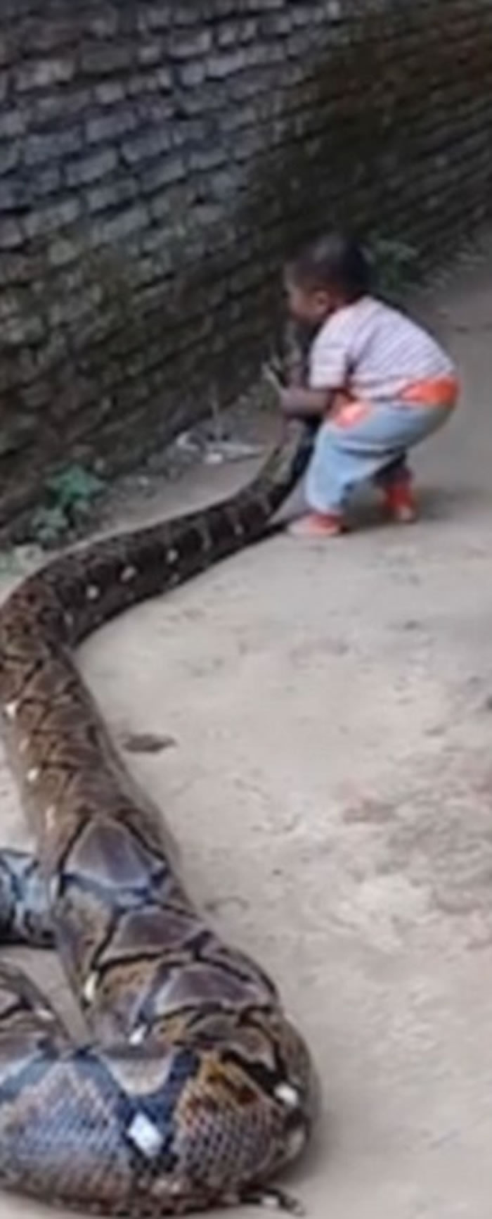 印尼东爪哇省父母放任小男孩骑巨蟒