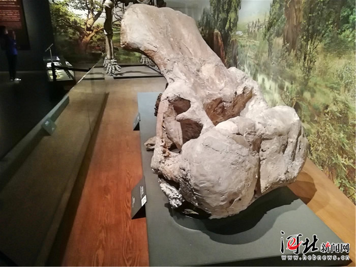 1972年出土于阳原上沙嘴的纳玛象头骨化石,现存于省博物院。记者董立龙摄