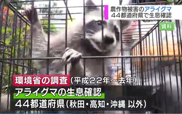 浣熊被工作人员捉走。