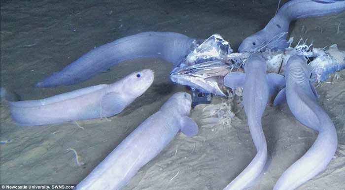 ��Ʒ��ʨ��������д���ʳ�������ϲ㡣