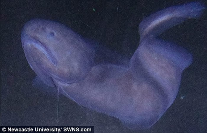 ��Ʒ��ʨ����ֻ���ڼ���ˮѹ�����Ⱥ���Ļ��������档