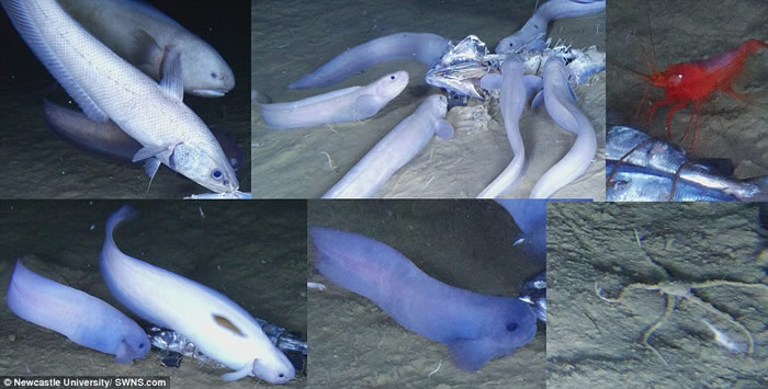 ̫ƽ���ϲ�������������(��³����������)7ǧ���