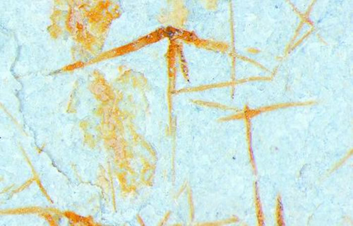 黄铁矿化的骨针