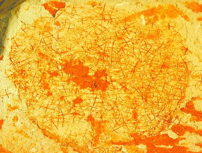 晚奥陶世的六射海绵产地:安徽泾县