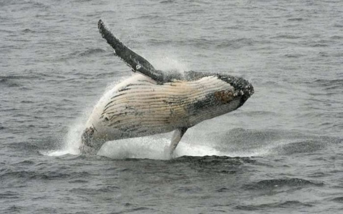 日本挪威等25国反对 在南大西洋设置鲸鱼保护区的动议遭否决