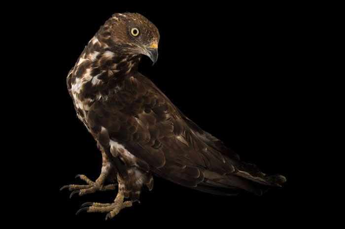 ����������ձ�������һ���������ķ���ؿ˺�����Ϊ��������ӥ��European honey buzzard��������Ӧ�øĽС����Ϸ�ӥ����Willughby��s B