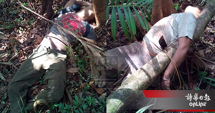 马来西亚砂拉越2村民采野菜蹲树下拨弄蛇窝 激怒蛇群被咬死