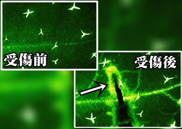 植物“受伤”时,会释放出一种含钙的物质,以致出现萤光(箭嘴示)。
