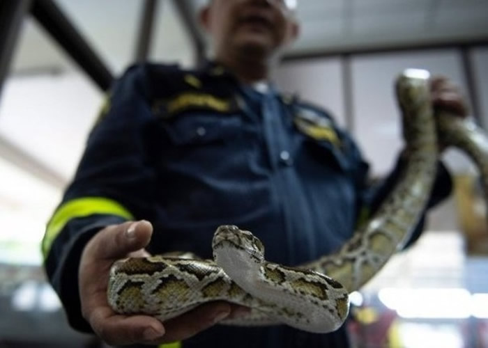 当局同时向民众传授捉蛇技巧。