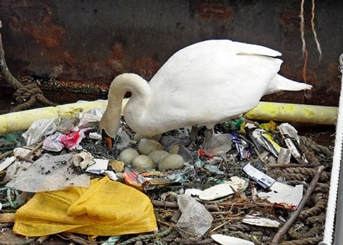 Ӣ�����տ��Ӵ�é˹�ۿ�һֻ������ܽ��������������� �������಻��ӵ�е���