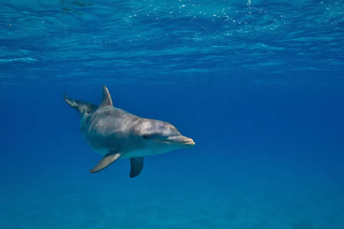 从2016到2017年共有17只瓶鼻海豚受到检验,其中数只身上验出微量人造化学物质。 PHOTOGRAPH BY JIM ABERNETHY, NATIONAL