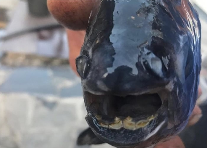 ����˹�������ֳ���������һ�����ݵ�ʳ����