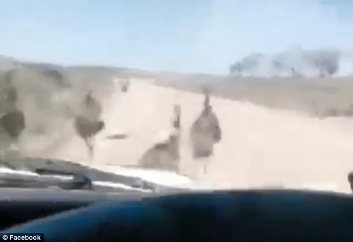 澳洲南澳省冷血男子驾车辗死至少10只鸸鹋 期间更拍片大笑