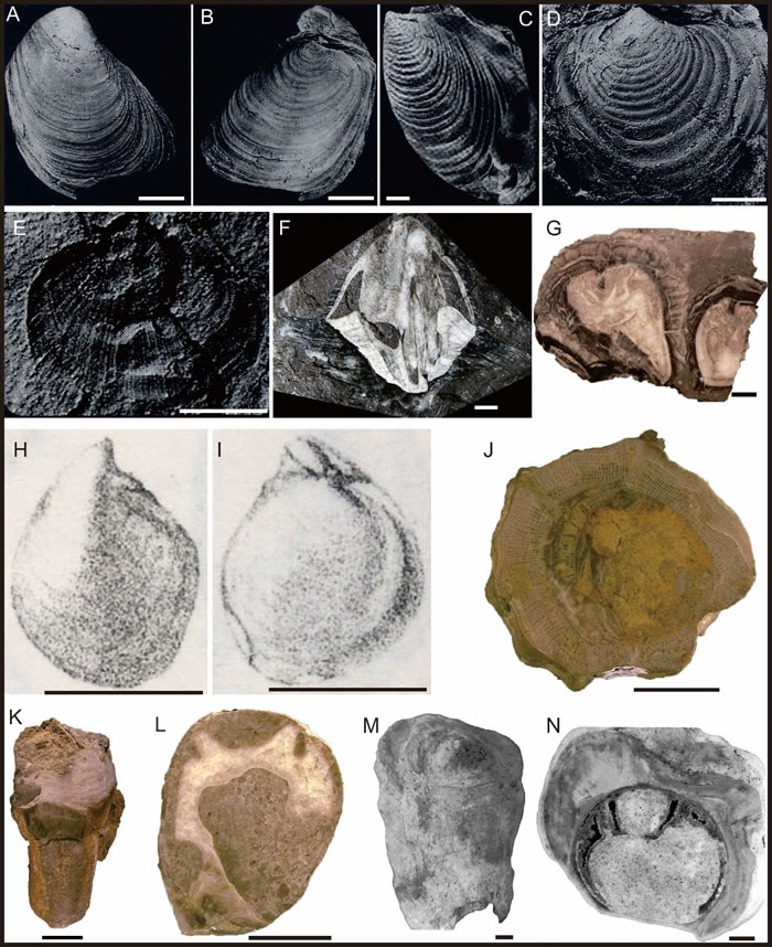 印度板块及拉萨板块晚中生代低纬度和高纬度分布双壳类化石