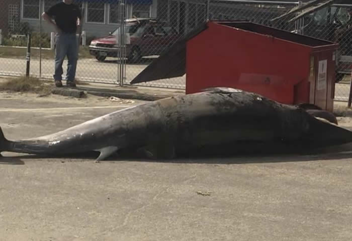 �����º���ʲ���ݸ�ǳС�뾨̫�� ʬ��Ų�����������ڵ���