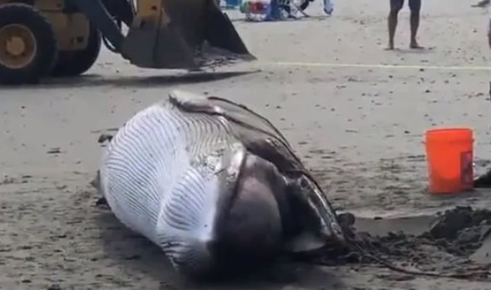 �����º���ʲ���ݸ�ǳС�뾨̫�� ʬ��Ų�����������ڵ���