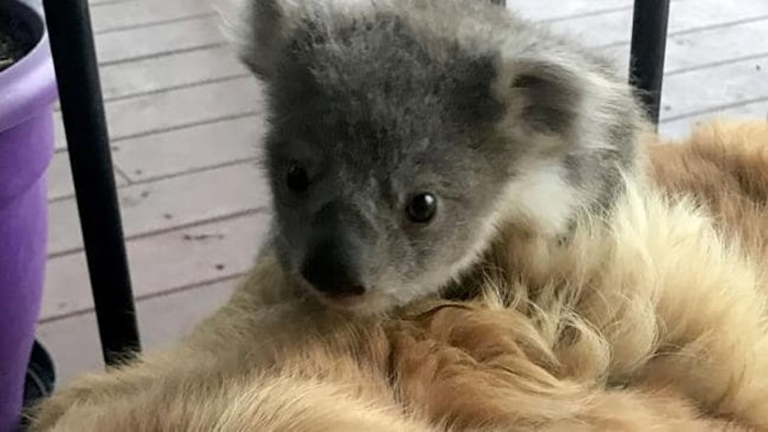 С�������ӿɰ���Ҫ���ǵð�ɯ�������ܻ������