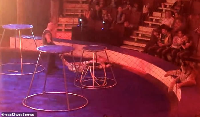 俄罗斯马戏团老虎表演期间晕倒 驯兽师强行拖走淋冰水惹议