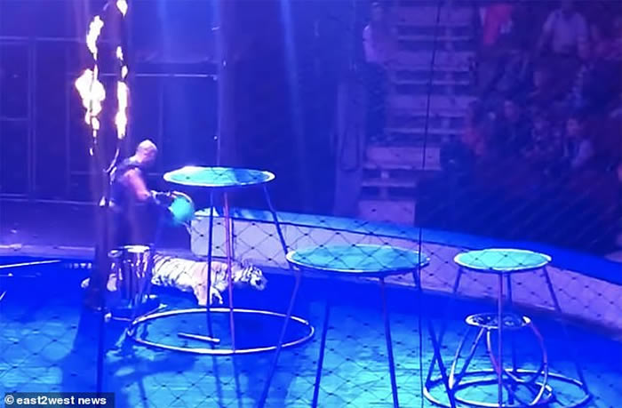 俄罗斯马戏团老虎表演期间晕倒 驯兽师强行拖走淋冰水惹议