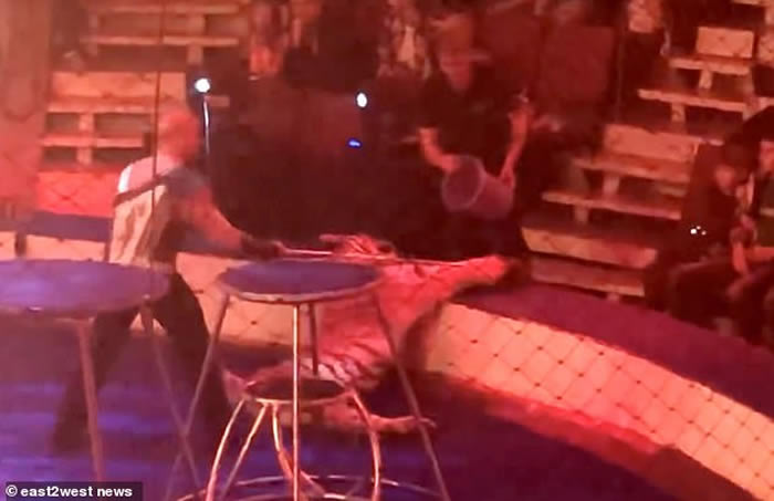 俄罗斯马戏团老虎表演期间晕倒 驯兽师强行拖走淋冰水惹议