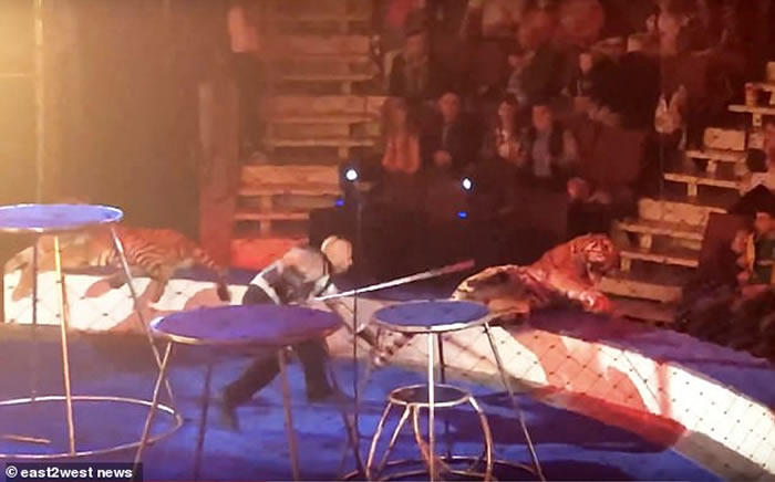 俄罗斯马戏团老虎表演期间晕倒 驯兽师强行拖走淋冰水惹议