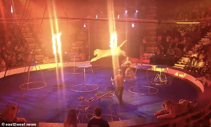 俄罗斯马戏团老虎表演期间晕倒 驯兽师强行拖走淋冰水惹议