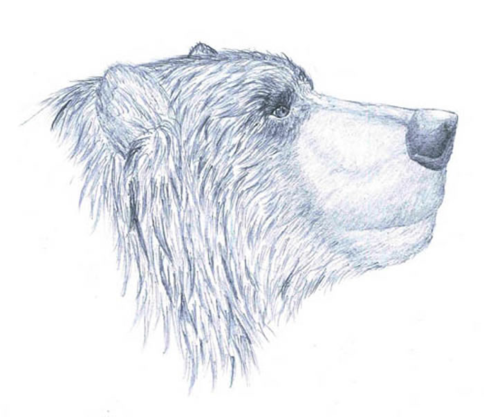 周口店德宁格尔熊Ursus deningeri复原图(江左其杲绘制)