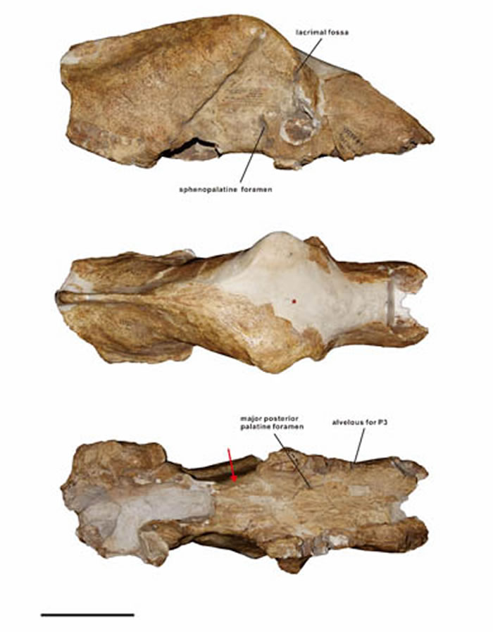 周口店德宁格尔熊Ursus deningeri头骨(江左其杲供图)