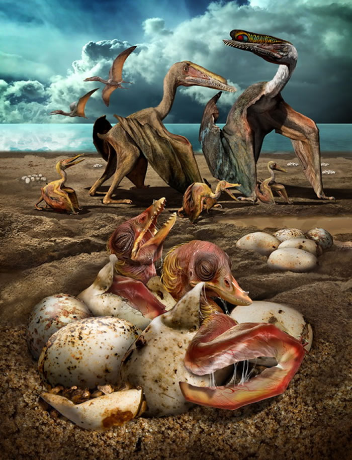 古生物学这一高冷专业乐趣在哪里?戈壁几块碎化石便引出翼龙重大发现!