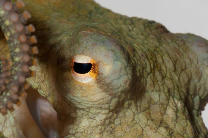 一只加州双斑蛸,跟参与近期实验的章鱼为同一物种。 PHOTOGRAPH BY DAVID LIITTSCHWAGER, NATIONAL GEOGRAPHIC