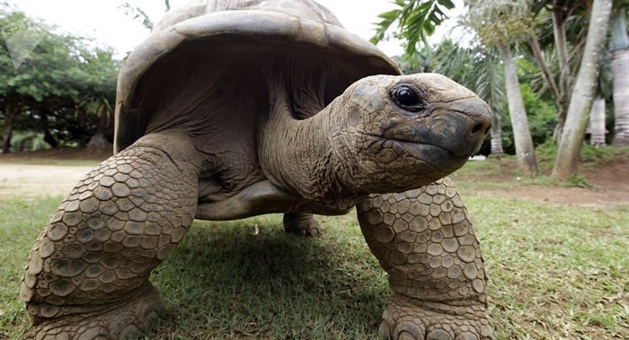 加拉帕戈斯群岛国家公园境内有120多只象龟被盗