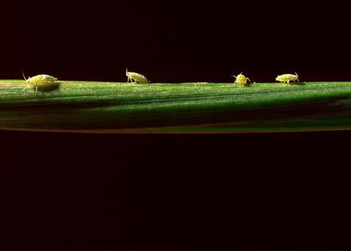 计划研究由昆虫携带病毒改变农作物基因。