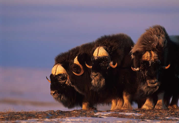 为了探究麝牛到底怕不怕那些进入它们生活领域的熊,《极端保育》一书的作者乔尔.柏格穿上了熊装。 PHOTOGRAPH BY NORBERT ROSING, NAT