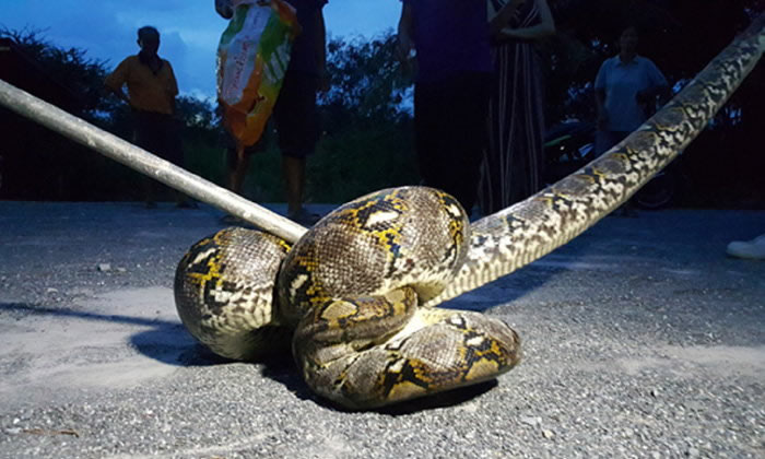 泰国素攀武里府居民小狗失踪 家中发现4.2米长巨蟒