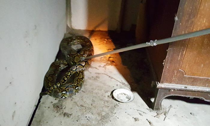 泰国素攀武里府居民小狗失踪 家中发现4.2米长巨蟒