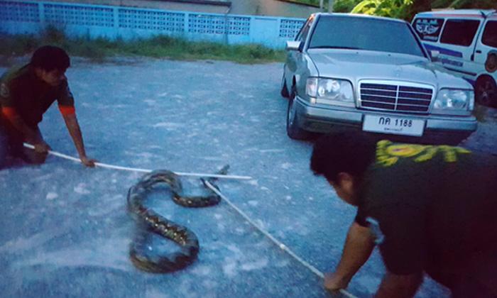 泰国素攀武里府居民小狗失踪 家中发现4.2米长巨蟒