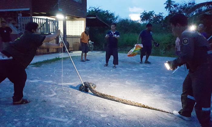 泰国素攀武里府居民小狗失踪 家中发现4.2米长巨蟒