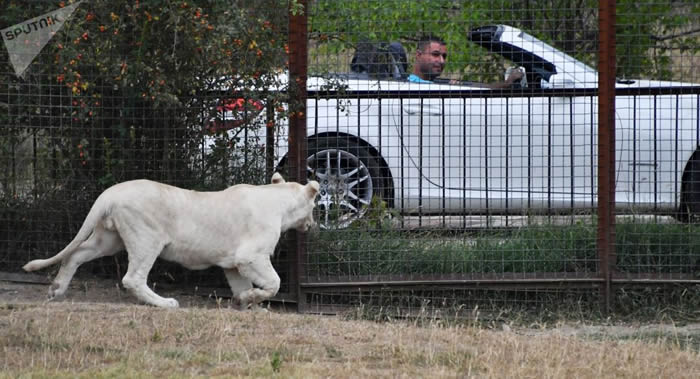 ī�������ӱ��������İ�ɫĸʨ����������Ժ