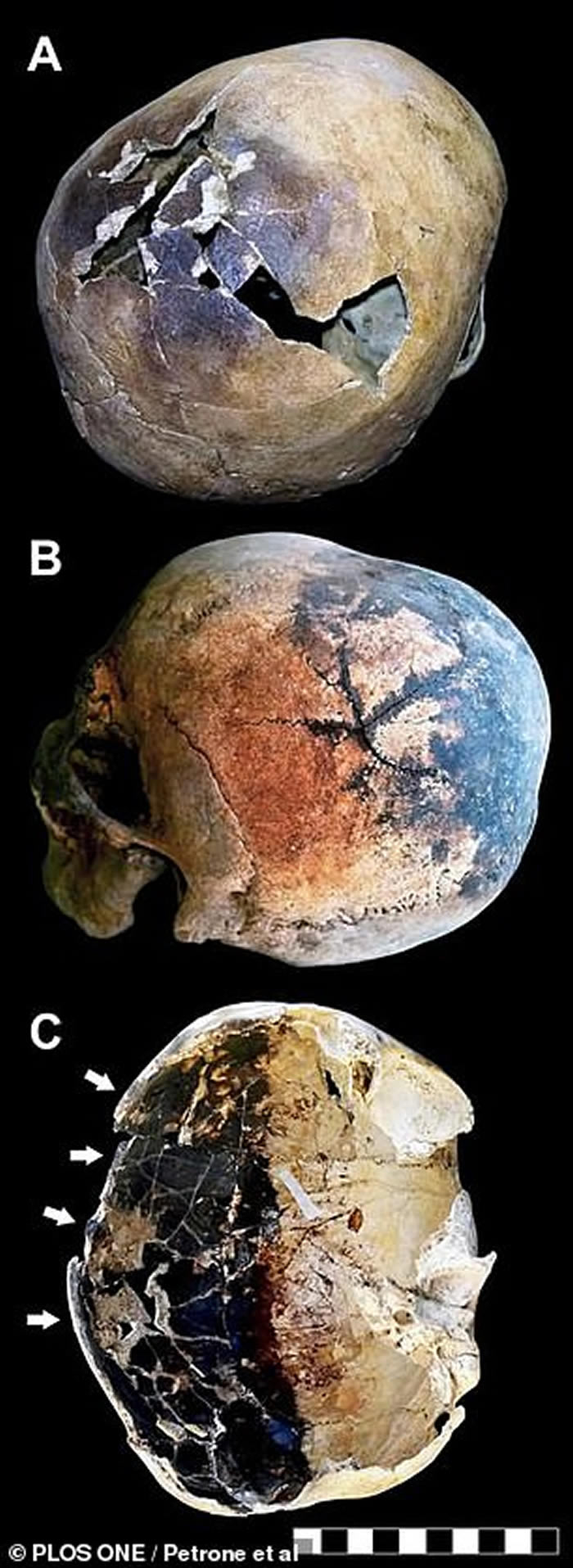 ���������ѧ�ҽ�ʾά������ɽ�緢��ε����ӱ��ųǾ���˲������