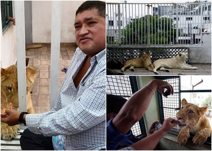 �޵����˹ָʨȺ���൱��ѱ���ɡ���