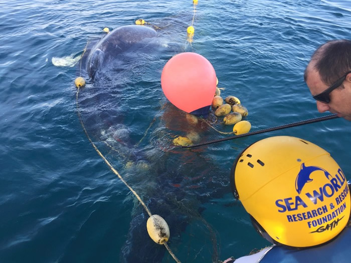 救援人员努力解救被困的幼鲸。