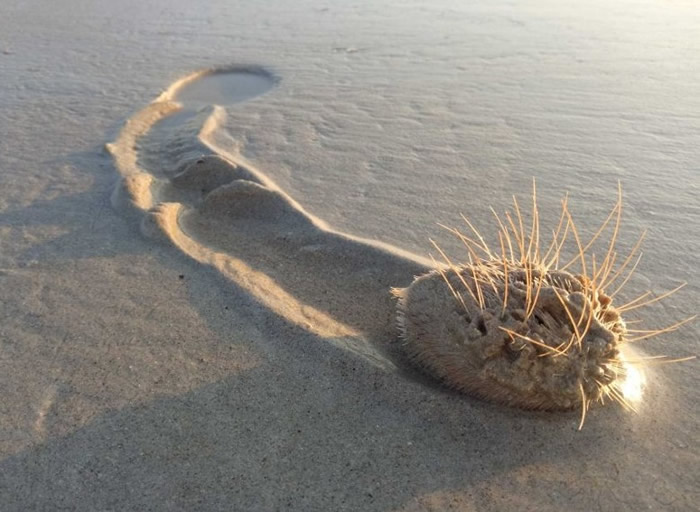 凯布尔海滩近日出现多只活生生的心海胆。