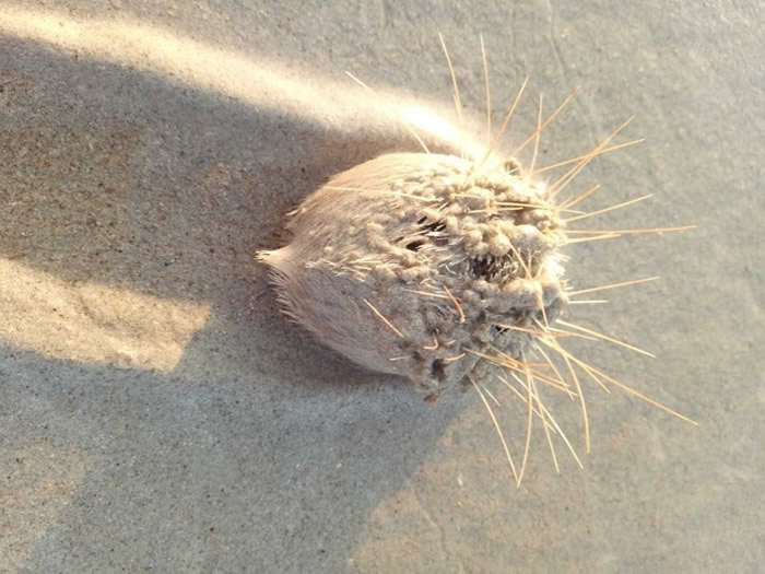 心海胆外形呈心形因以为名。