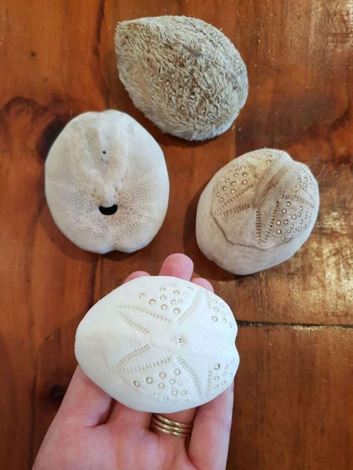 不少人会以心海胆的骨骼制作装饰物。