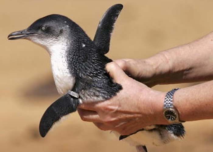 小蓝企鹅体形细小。