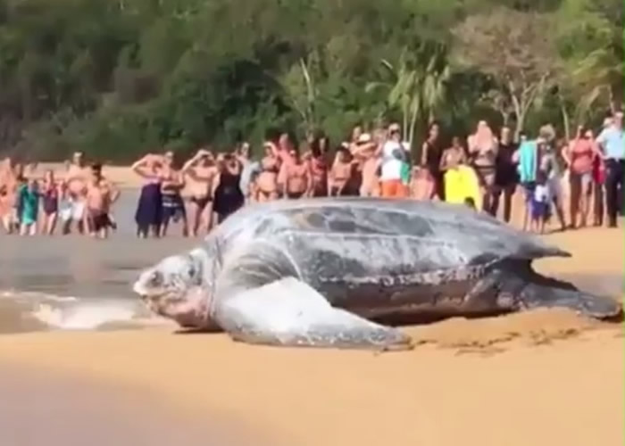 ���������ܺ�̲���־�����Ƥ��