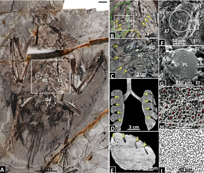 始吻古喙鸟和现代鸟类肺部显微结构的比较 (王敏供图)