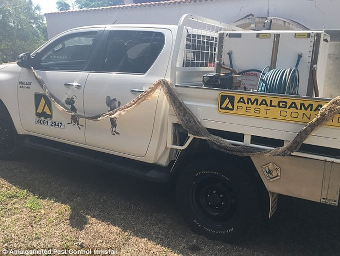 澳大利亚昆士兰一间房屋阁楼上发现6公尺长巨大蟒蛇蛇皮