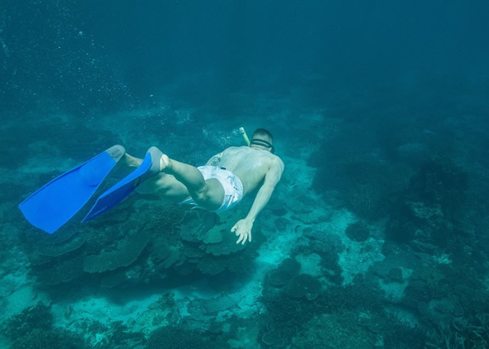 大堡礁生态正受气候暖化影响。