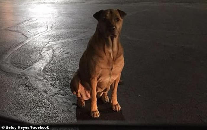 ����������������һֻ�ƻ��Ĺ���װ�����˹�ƭ;���򺺱���ι��